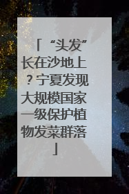 “头发”长在沙地上？宁夏发现大规模国家一级保护植物发菜群落