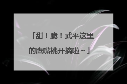 甜！脆！武平这里的鹰嘴桃开摘啦～