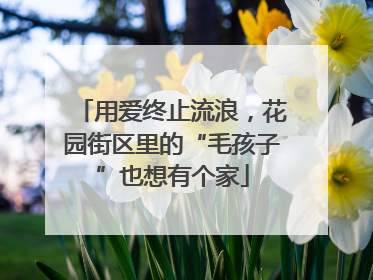 用爱终止流浪，花园街区里的“毛孩子”也想有个家