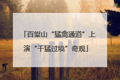 百望山“猛禽通道”上演“千猛过境”奇观