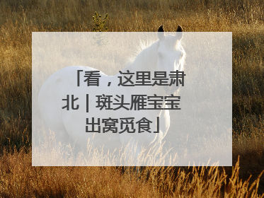 看，这里是肃北｜斑头雁宝宝出窝觅食