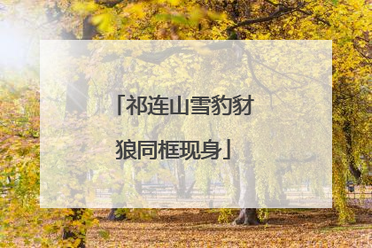 祁连山雪豹豺狼同框现身