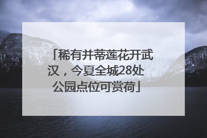 稀有并蒂莲花开武汉，今夏全城28处公园点位可赏荷