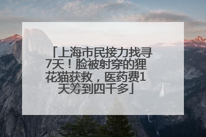 上海市民接力找寻7天！脸被射穿的狸花猫获救，医药费1天筹到四千多