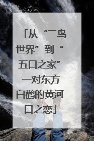 从“二鸟世界”到“五口之家” 一对东方白鹳的黄河口之恋