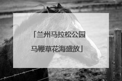 兰州马拉松公园 马鞭草花海盛放