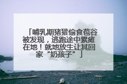 哺乳期猪獾偷食苞谷被发现，逃跑途中累瘫在地！就地放生让其回家“奶孩子”