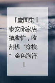 壹图集丨泰安邱家店镇收忙，收割机“穿梭”金色海洋