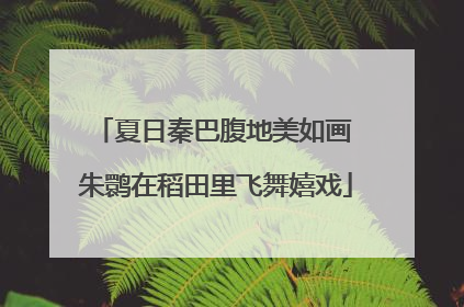 夏日秦巴腹地美如画 朱鹮在稻田里飞舞嬉戏