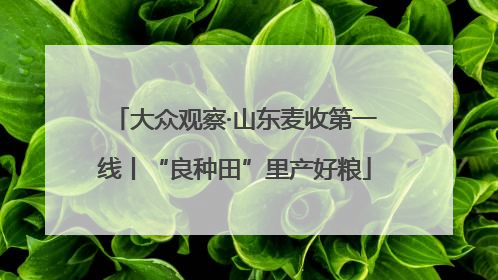 大众观察·山东麦收第一线丨“良种田”里产好粮