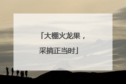 大棚火龙果，采摘正当时