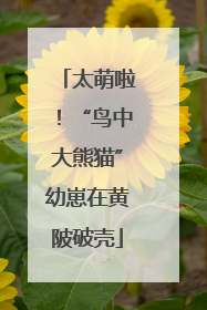 太萌啦！“鸟中大熊猫”幼崽在黄陂破壳