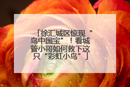 徐汇城区惊现“鸟中国宝”！看城管小哥如何救下这只“彩虹小鸟”