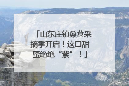 山东庄镇桑葚采摘季开启！这口甜蜜绝绝“紫”！