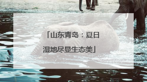 山东青岛：夏日湿地尽显生态美