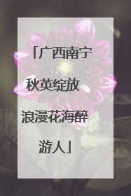 广西南宁秋英绽放 浪漫花海醉游人