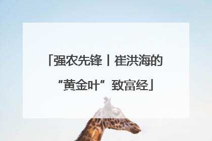 强农先锋丨崔洪海的“黄金叶”致富经