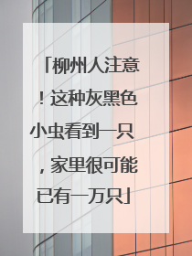 柳州人注意！这种灰黑色小虫看到一只，家里很可能已有一万只
