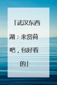 武汉东西湖：来赏荷吧，包好看的