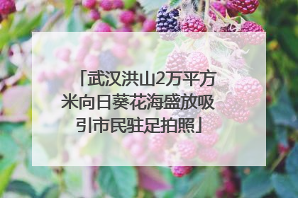 武汉洪山2万平方米向日葵花海盛放吸引市民驻足拍照