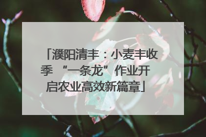 濮阳清丰：小麦丰收季 “一条龙”作业开启农业高效新篇章