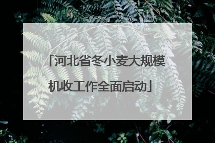 河北省冬小麦大规模机收工作全面启动