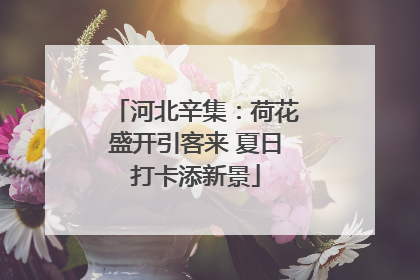 河北辛集：荷花盛开引客来 夏日打卡添新景