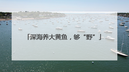 深海养大黄鱼，够“野”