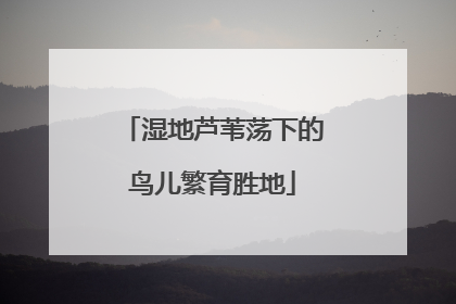 湿地芦苇荡下的鸟儿繁育胜地