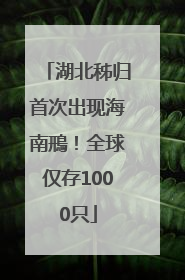 湖北秭归首次出现海南鳽！全球仅存1000只