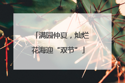 满园仲夏，灿烂花海迎“双节”