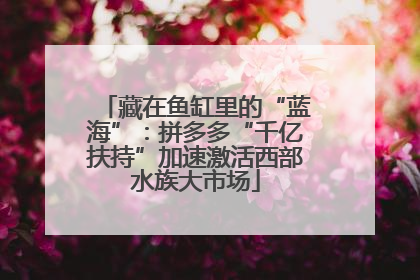 藏在鱼缸里的“蓝海”：拼多多“千亿扶持”加速激活西部水族大市场
