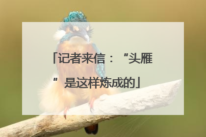 记者来信：“头雁”是这样炼成的