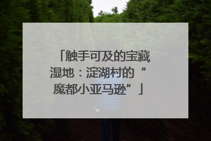 触手可及的宝藏湿地：淀湖村的“魔都小亚马逊”