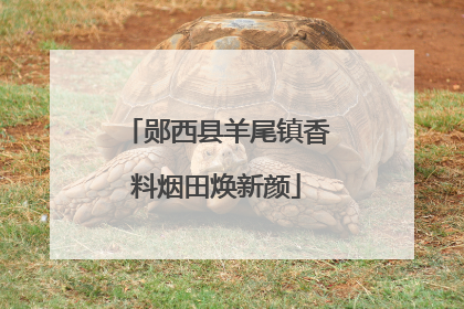 郧西县羊尾镇香料烟田焕新颜