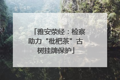 雅安荥经：检察助力“枇杷茶”古树挂牌保护