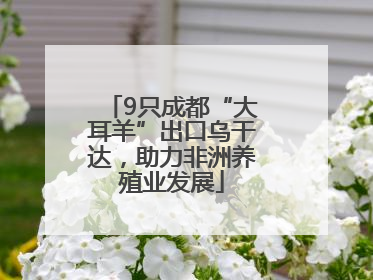 9只成都“大耳羊”出口乌干达，助力非洲养殖业发展